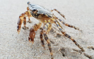 Costa Dorada, Испания