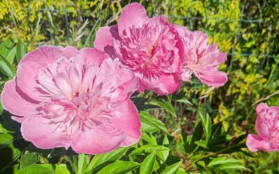 День рождения блога в Instagram