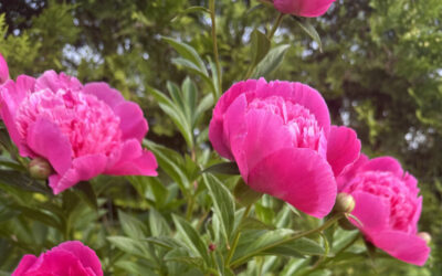 Блогу 3 года